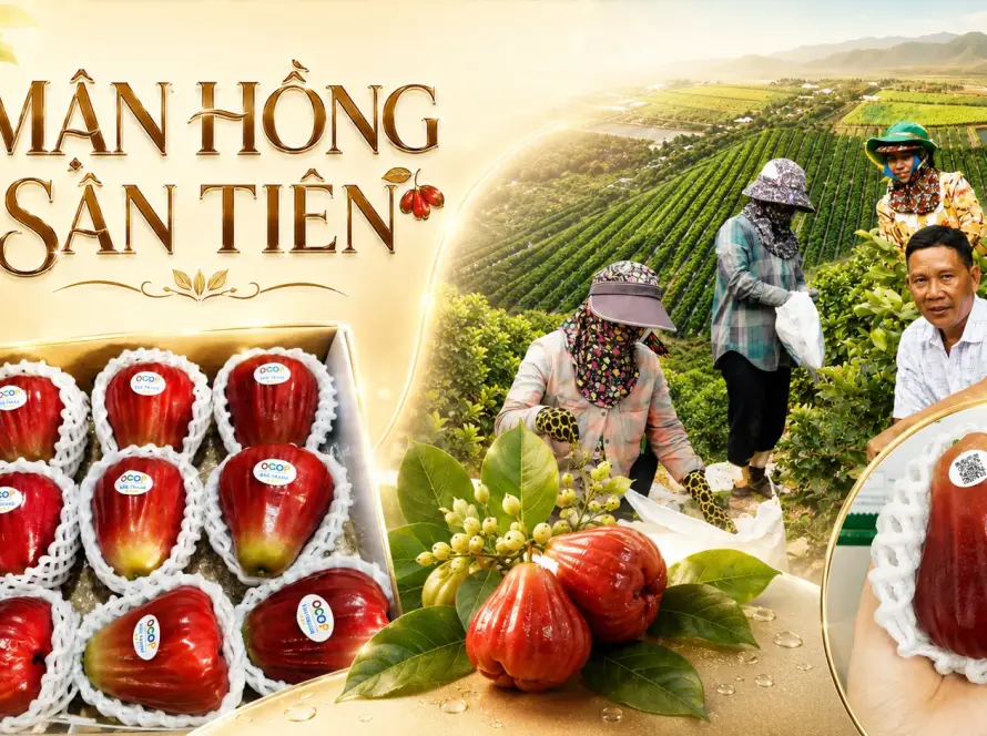 hộp quà mận hồng Sân Tiên