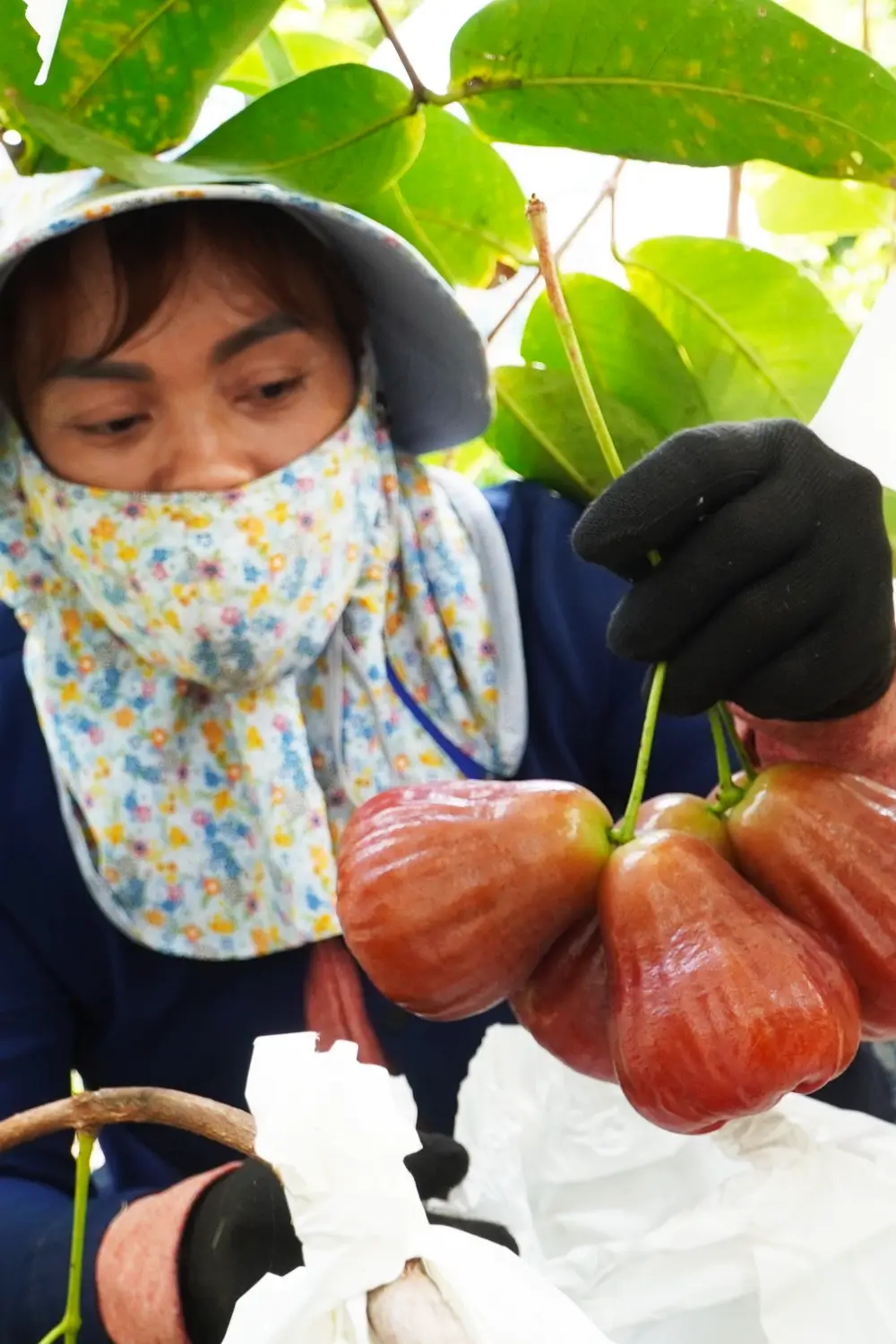 Hình ảnh thực tế Mận Hồng Sân Tiên