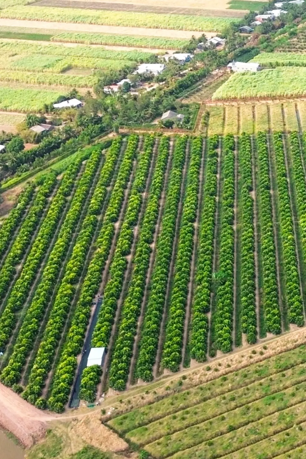 Hình ảnh thực tế Mận Hồng Sân Tiên
