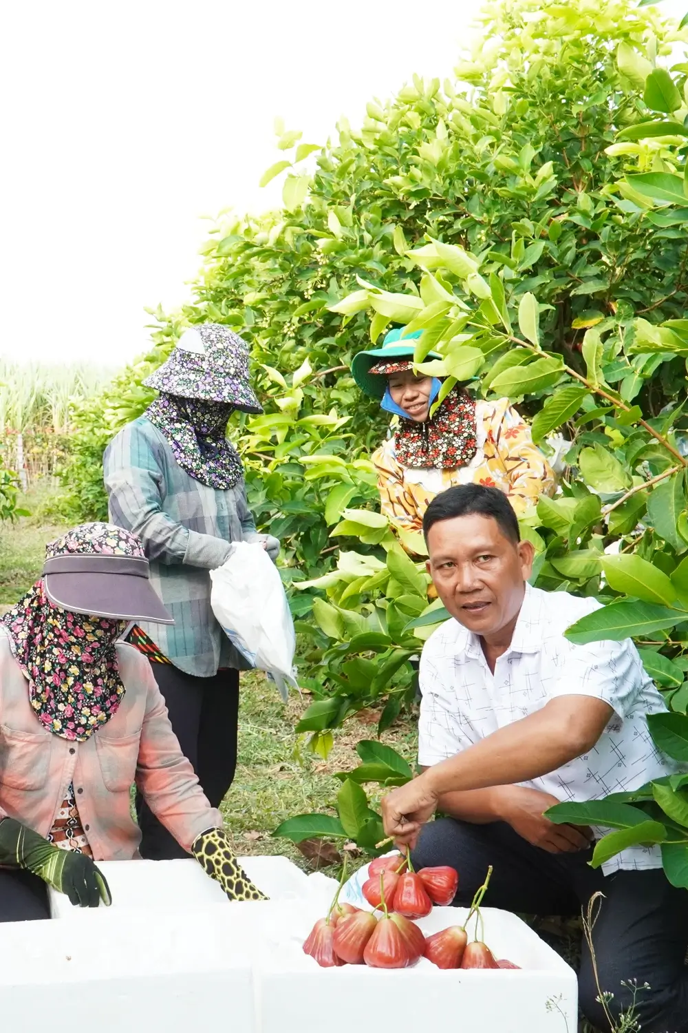 Hình ảnh thực tế Mận Hồng Sân Tiên