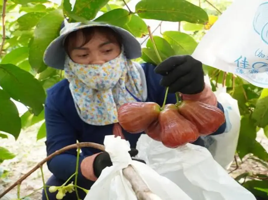 cảm nhận khi ăn mận hồng sân tiên