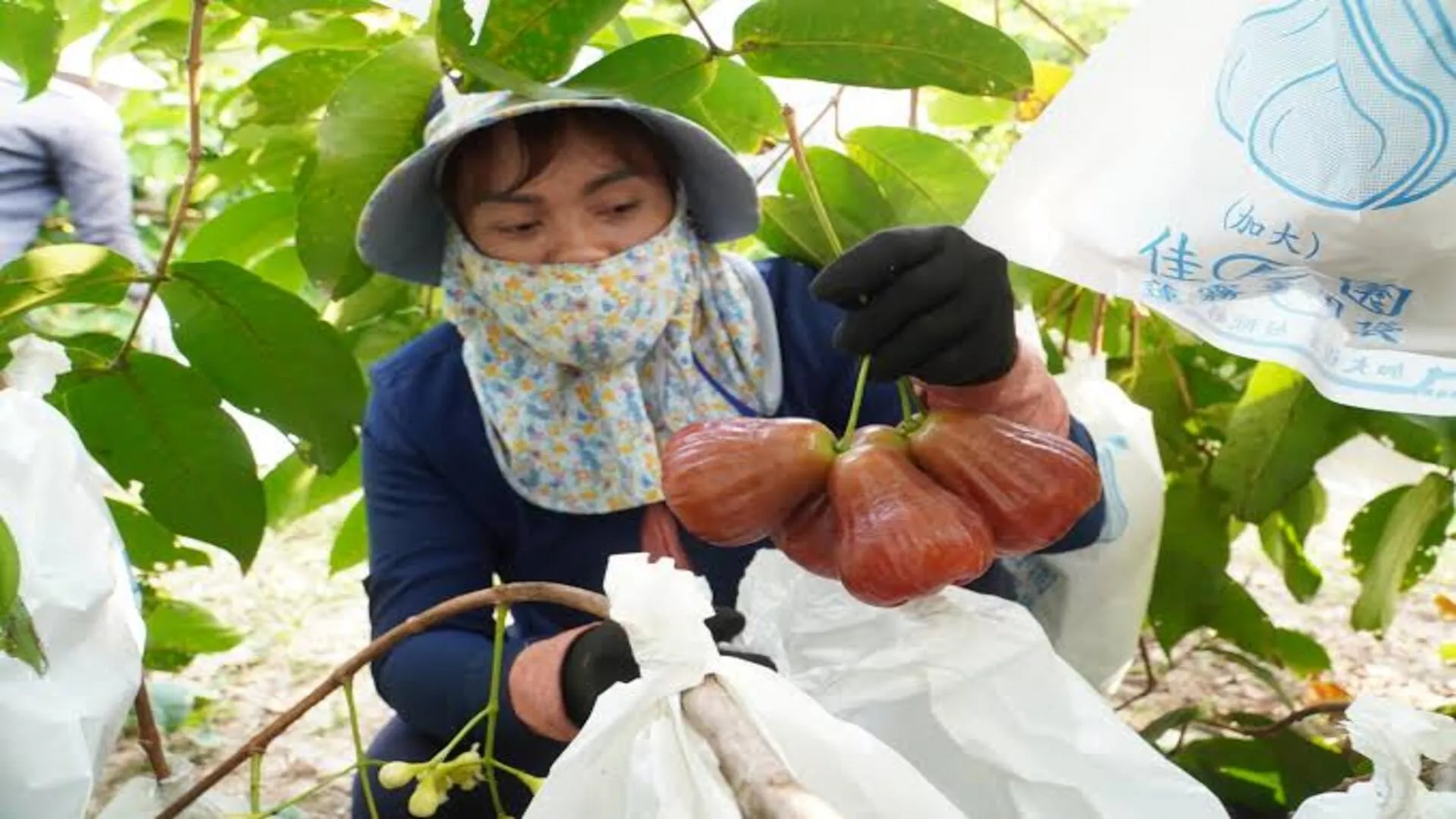 cảm nhận khi ăn mận hồng sân tiên
