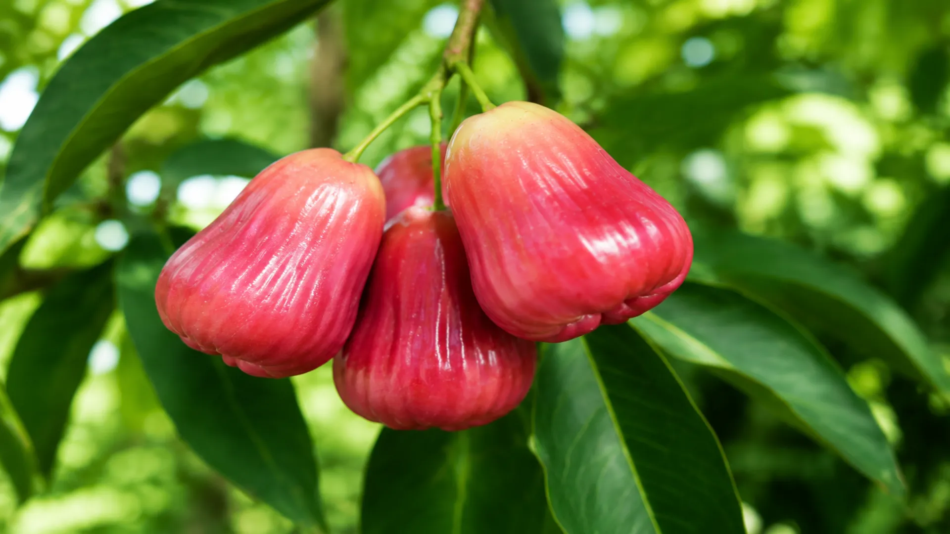 giống mận hồng sân tiên