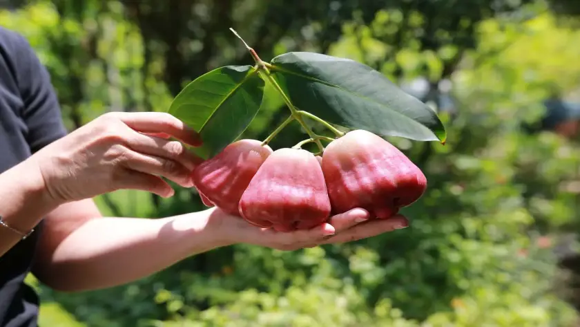 mận hồng sân tiên có giòn không