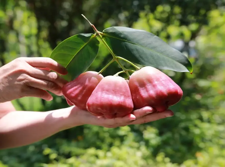 mận hồng sân tiên có giòn không