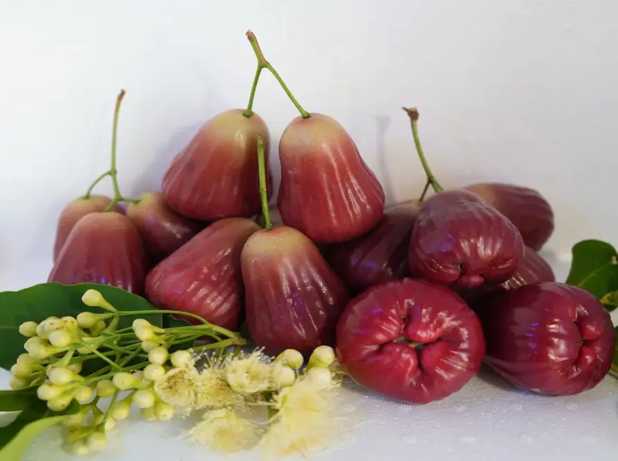 mận hồng sân tiên có ngon không