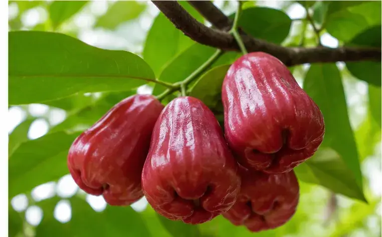 Mận Hồng Sân Tiên Có Vitamin Gì Và Dinh Dưỡng