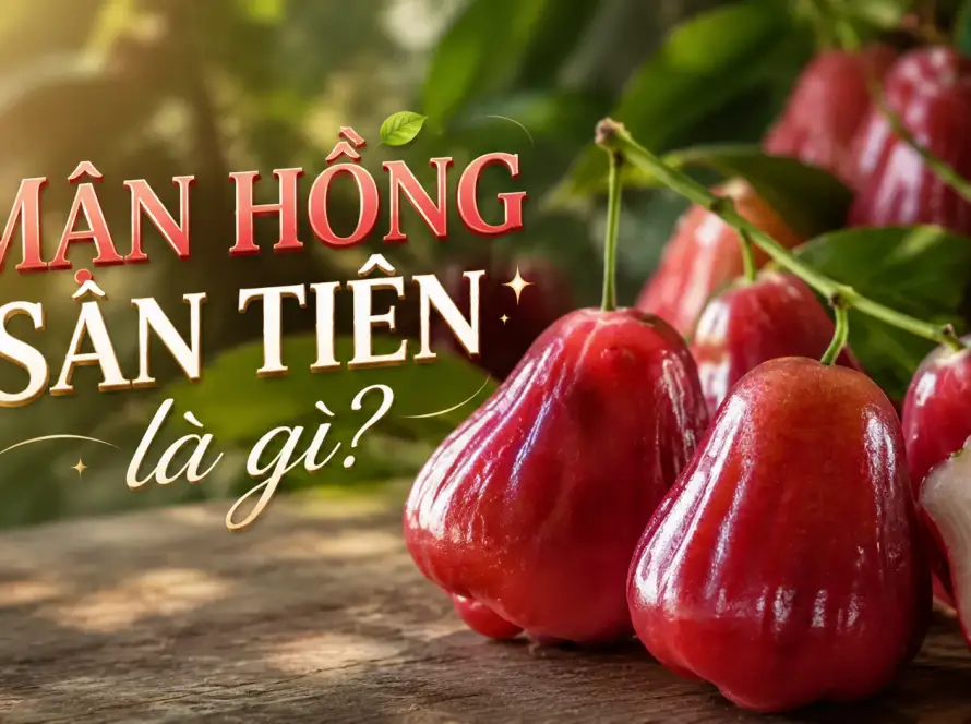 mận hồng sân tiên là gì