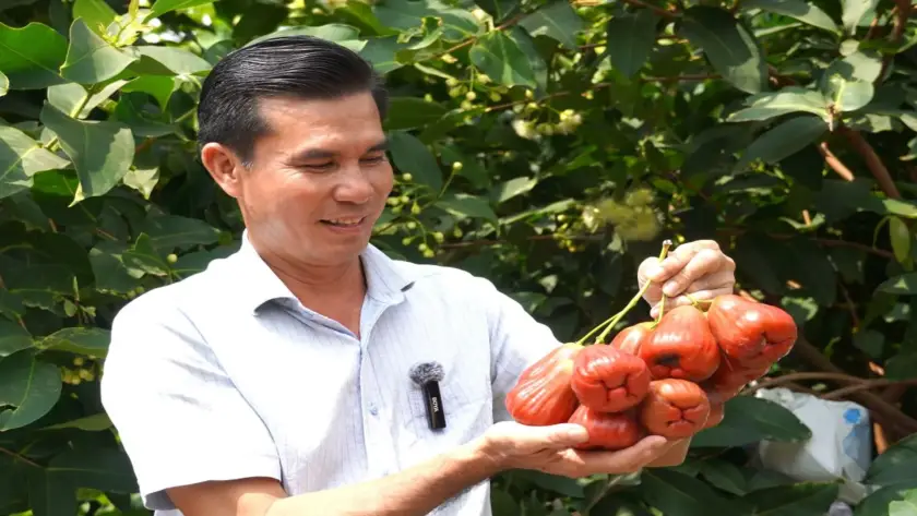 mận hồng sân tiên loại 1 loại 2