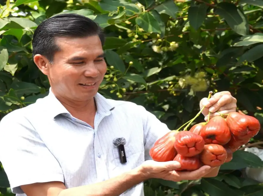 mận hồng sân tiên loại 1 loại 2