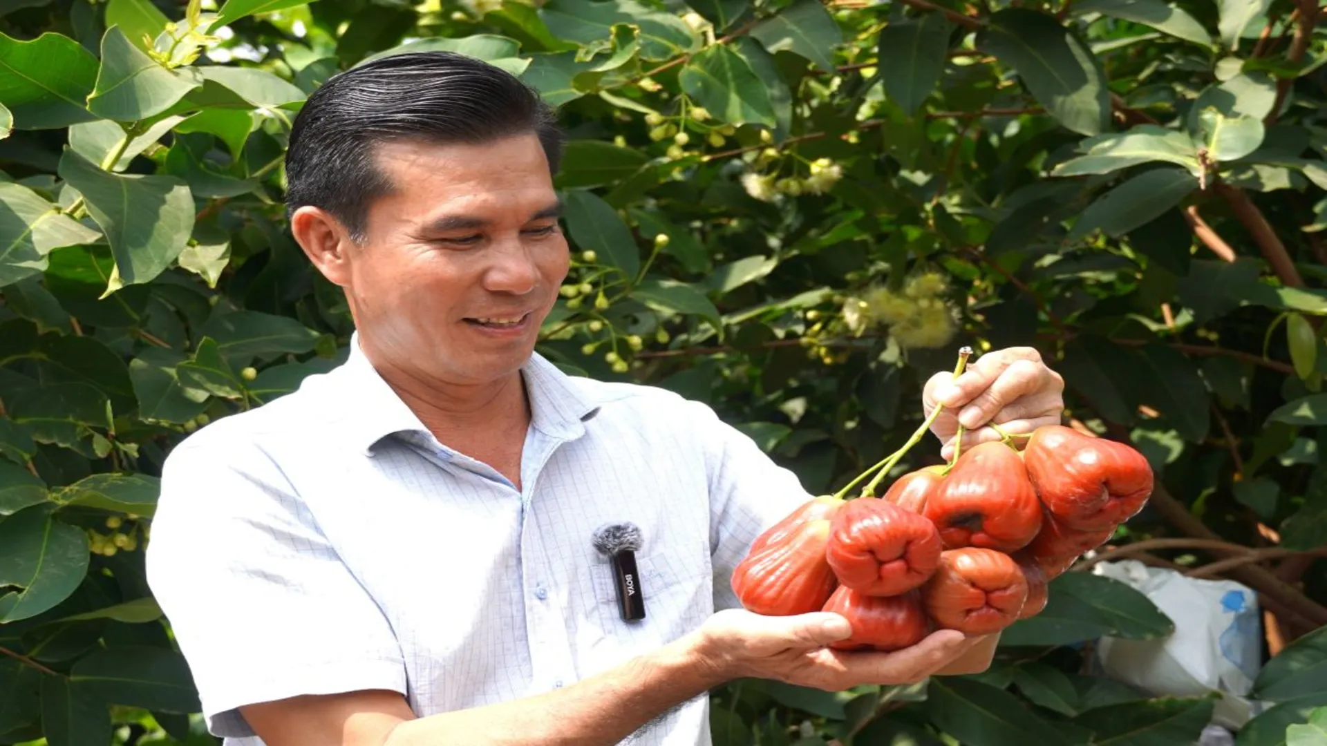 mận hồng sân tiên loại 1 loại 2