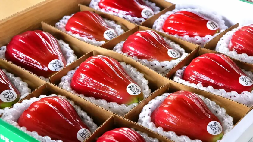 mận hồng sân tiên size lớn nhỏ