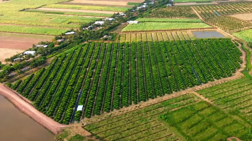 mận hồng sân tiên trồng ở đâu