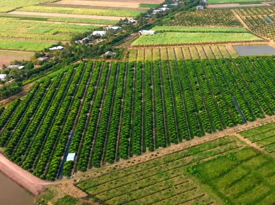 mận hồng sân tiên trồng ở đâu
