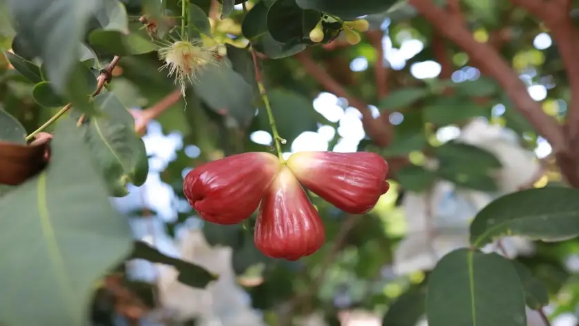 phân biệt mận hồng sân tiên và mận thường