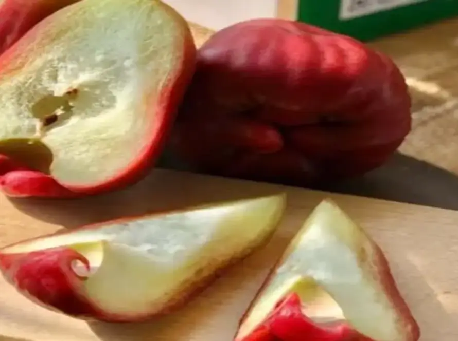 cây mận không ra trái