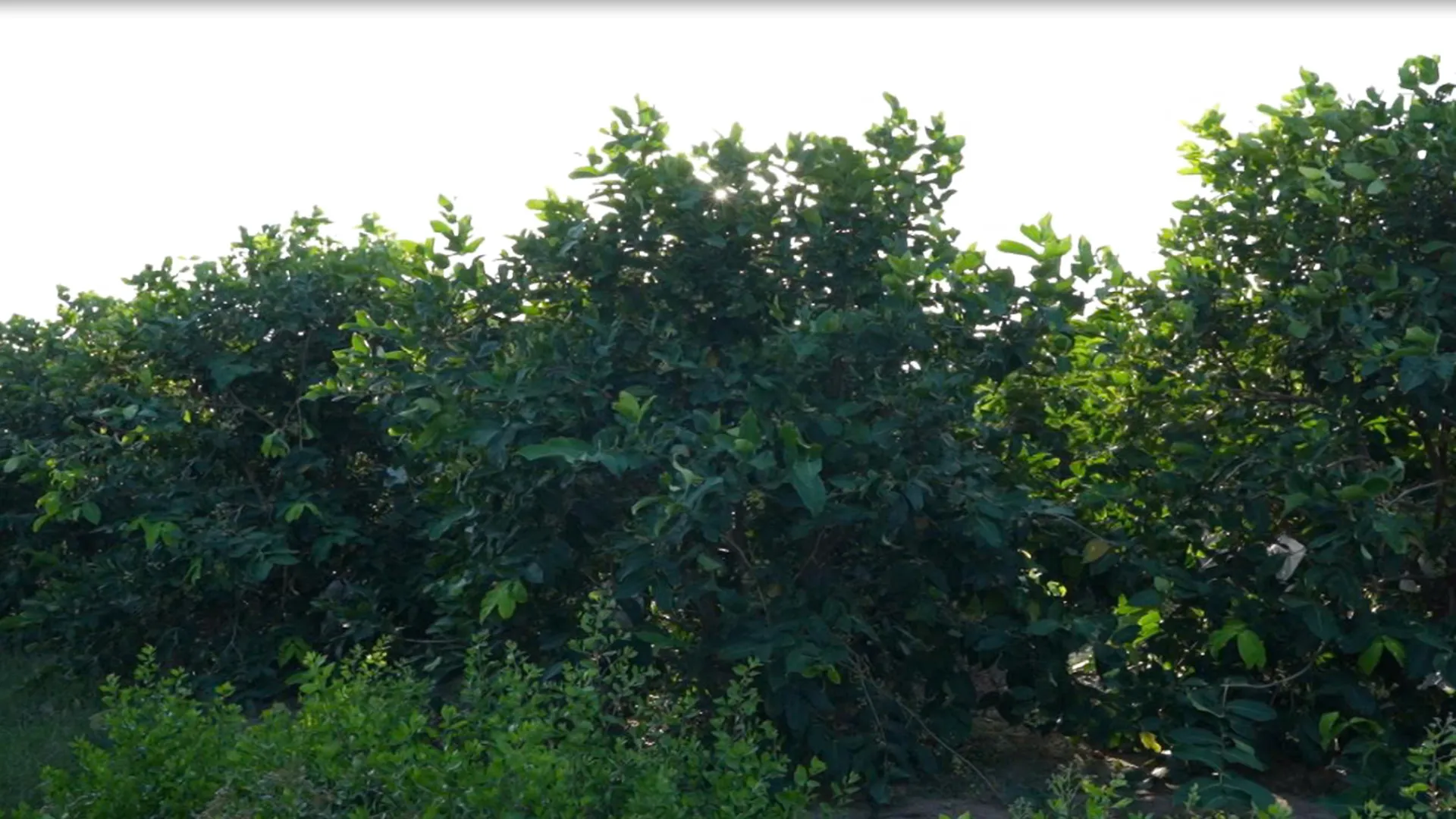 cây mận ra hoa tháng mấy