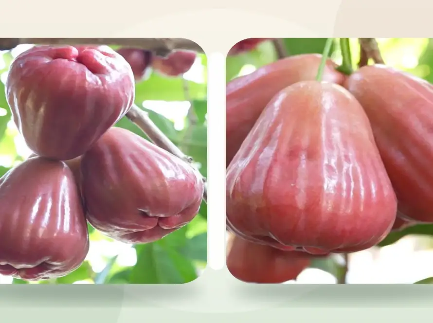 mận hồng sân tiên và mận an phước