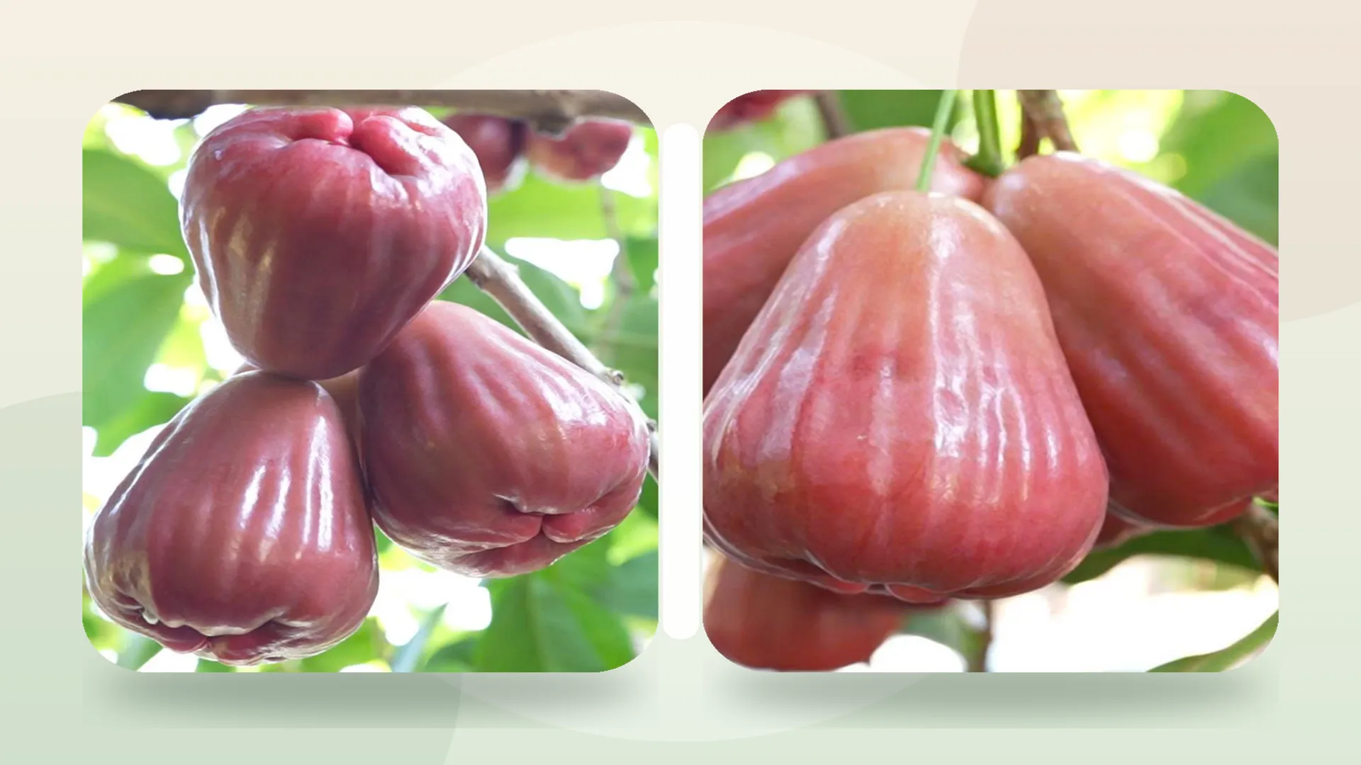mận hồng sân tiên và mận an phước