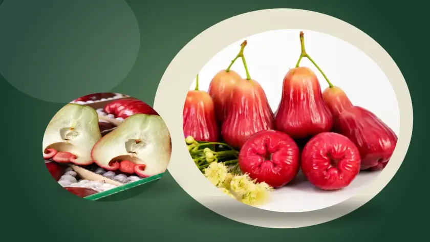 mận sân tiên và mận thái