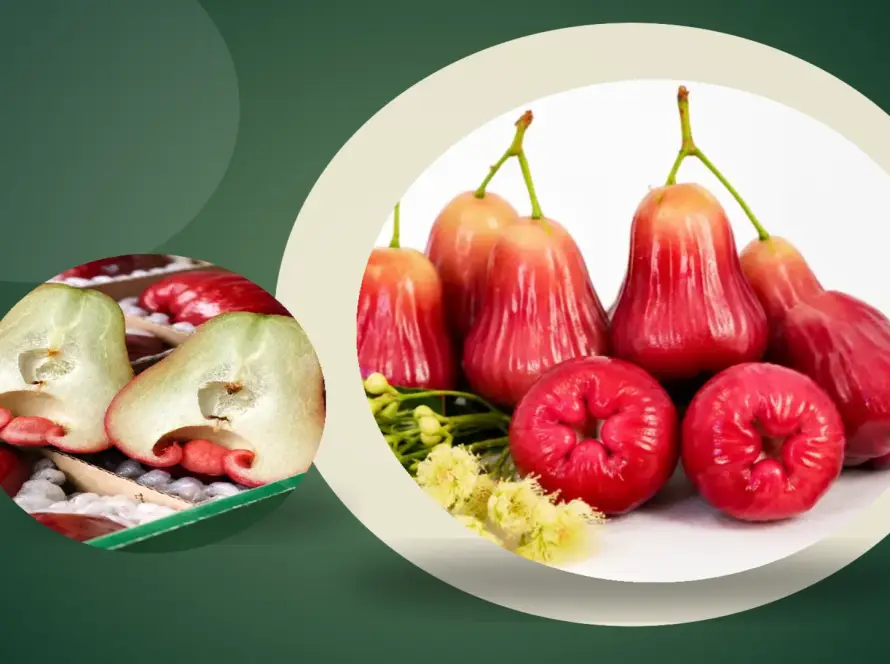 mận sân tiên và mận thái