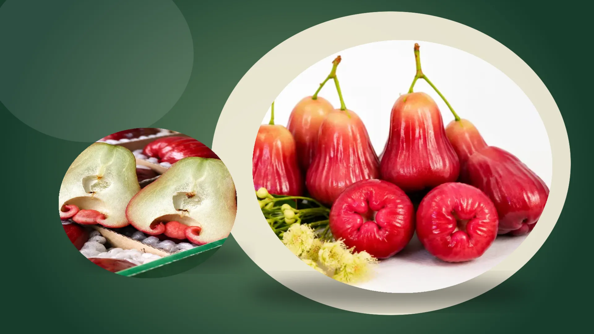 mận sân tiên và mận thái